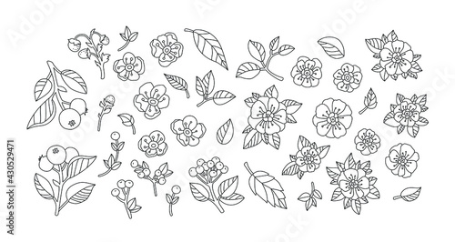 Wild flowers, berries, fruits isolated. Set collection. Vector artwork. Vintage style. Coloring book page. Black and white. Bohemian concept for wedding invitation card. Print, poster, wallpaper