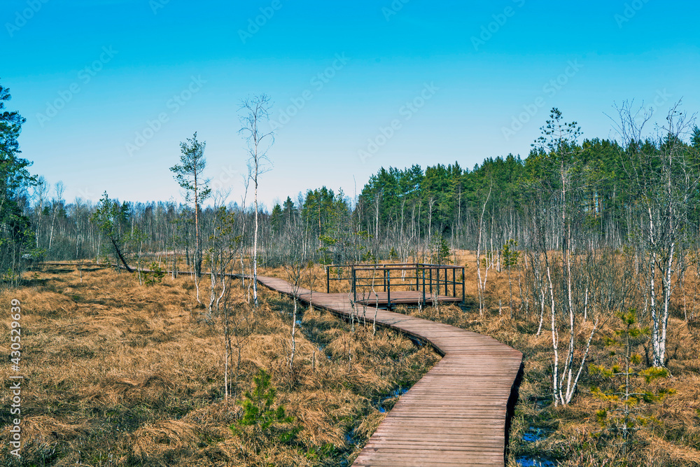 Wooden flooring and observation deck of the Sestroretskoye bog ecological trail route. State Nature Reserve Sestroretskoe Swamp. Beloostrov. Resort area. St. Petersburg. Russia