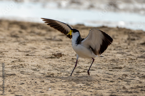Plover landing on the sand with wings open © tony