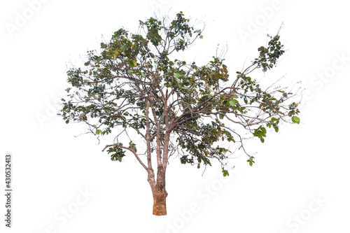 Tree in isolated white background with clipping path.