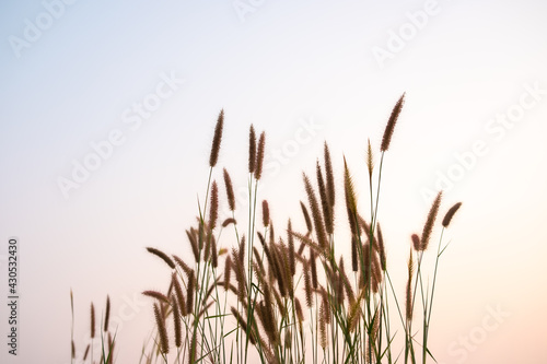Selective soft focus of countryside dry grass.stalks blowing in the wind at golden sunset light.