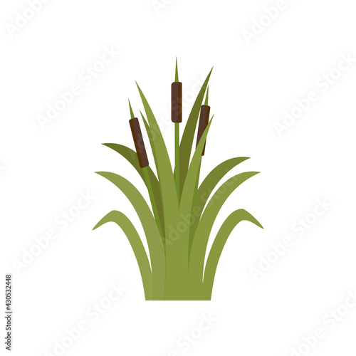 Reeds in green grass isolated on white background. Green swamp Bulrushes.   Clip art for decorate swamp. Cattails, Green Leaf, Grass, Environment, Swamp, Lake and River. Flat vector illustration