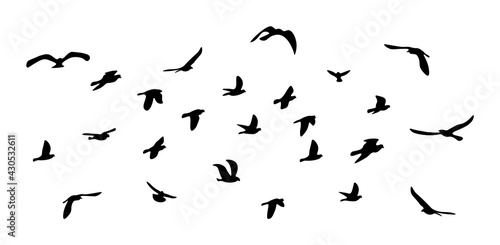 Fototapeta Flock of flying birds