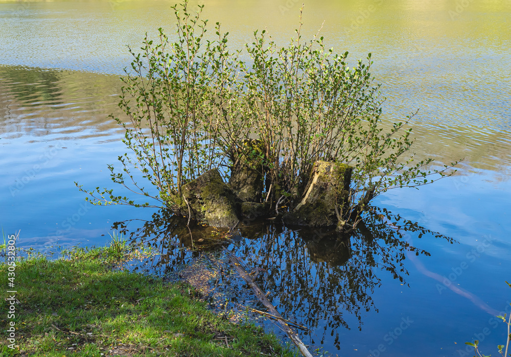 Im Wasser (Bruderbaum)