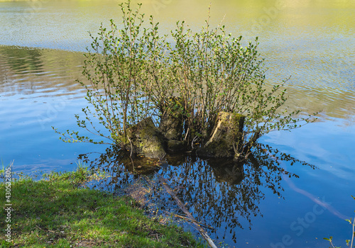 Obraz na płótnie Im Wasser (Bruderbaum) w salonie
