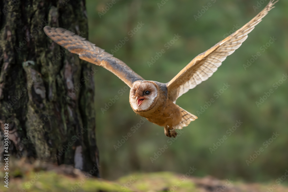 Hunting Barn Owl in nice morning light. Wildlife scene from wild nature. Flying bird above the meadow, United Kingdom. Hunting Barn Owl in nice morning light. Wildlife scene from wild nature. Flying bird above the meadow, United Kingdom.