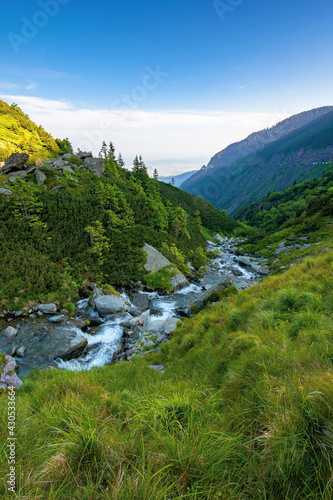 alpine balea stream in mountains. water flows among the stones and trees. beautiful summer landscape in the morning. view in to the distant valley of fagaras ridge