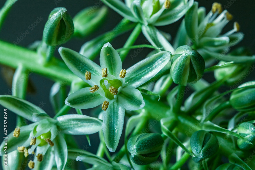 Albuca Bracteata (pregnant onion) flower in garden? macro shot Albuca Bracteata (pregnant onion) flower in garden? macro shot