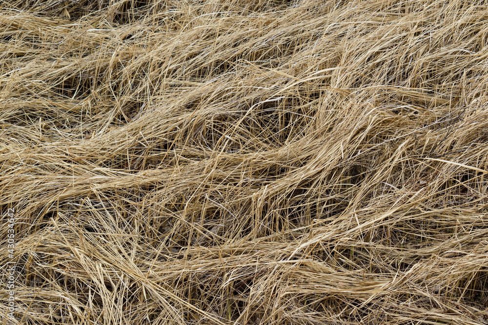 A field with dry grass for a backdrop. Stalks of the grass are broken and bent to the ground. A field with dry grass for a backdrop. Stalks of the grass are broken and bent to the ground.