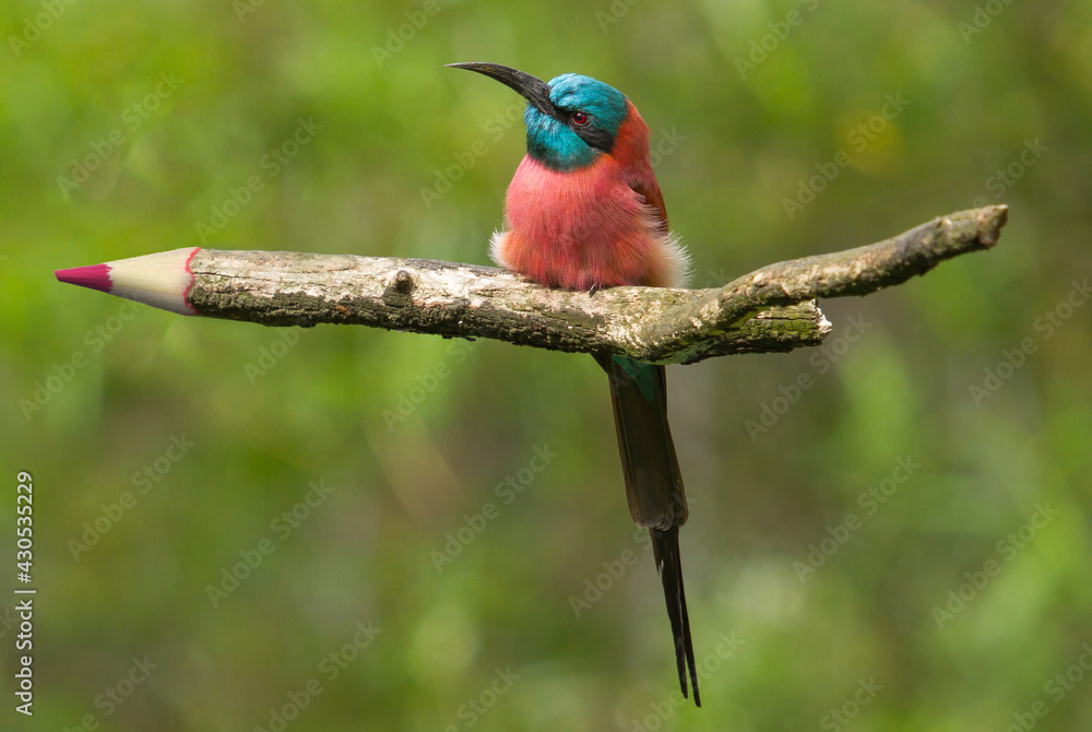 Fototapeta premium Northern Carmine Bee-Eater sitting on a pencil