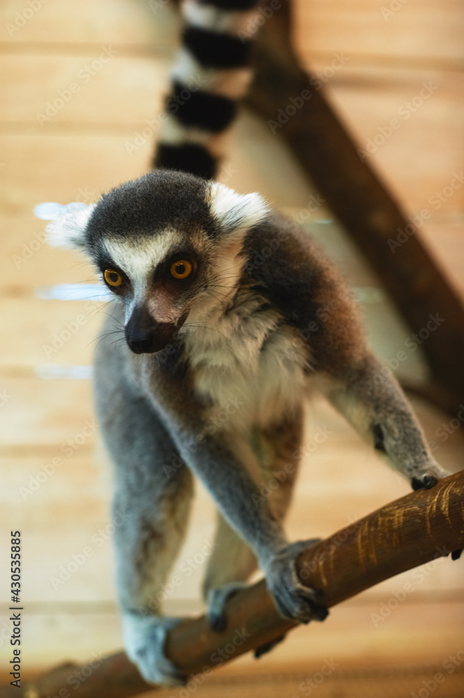 Fototapeta premium A sad lemur in a gloomy zoo moves along a branch.