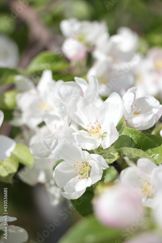 apple tree in bloom © ElenaAim