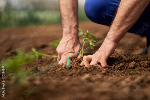 Farmer planting tomatoes