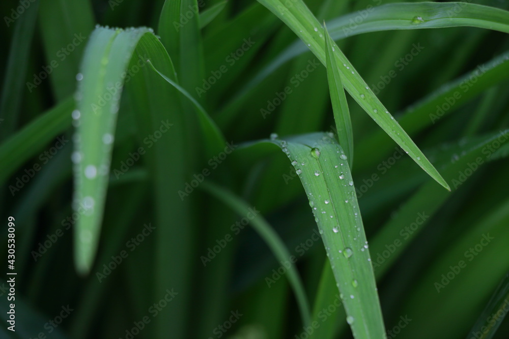 Fototapeta premium grass with dew drops