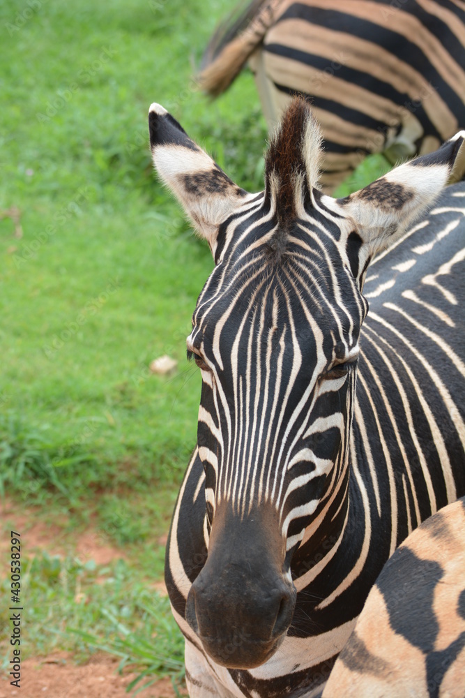 Naklejka premium South Africa