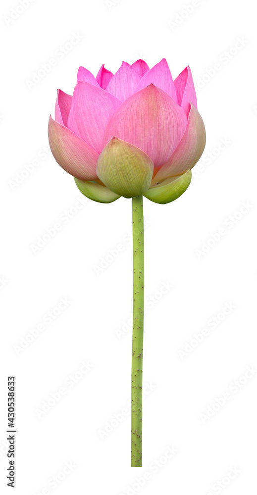 Pink lotus flower in full bloom isolated on white background for design usage purpose Pink lotus flower in full bloom isolated on white background for design usage purpose