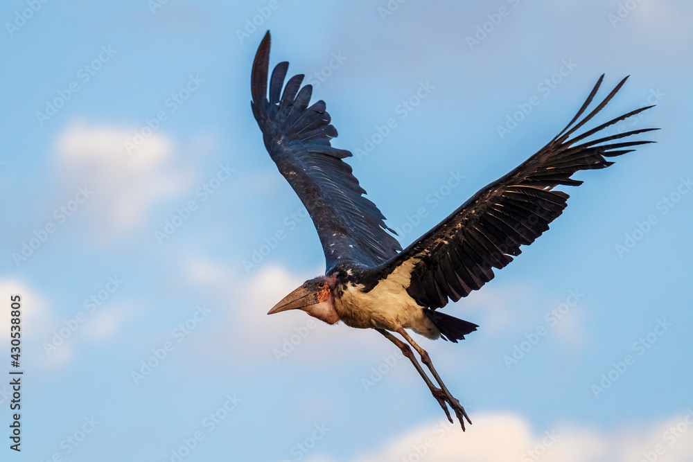 Fototapeta premium Marabou Stork - Leptoptilos crumeniferus, large stork from African woodlands, bushes and lake shores, lake Ziway, Ethiopia.