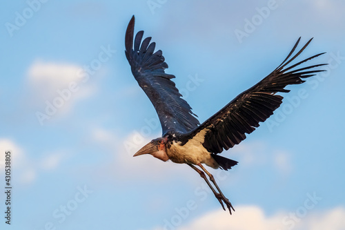 Marabou Stork - Leptoptilos crumeniferus, large stork from African woodlands, bushes and lake shores, lake Ziway, Ethiopia. © David