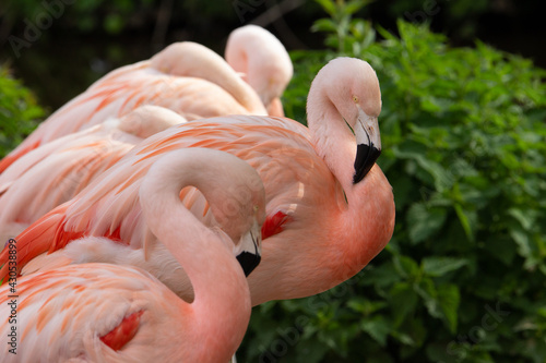 Chilean Flamingo (Phoenicopterus chilensis) Chilean Flamingos with natural green background