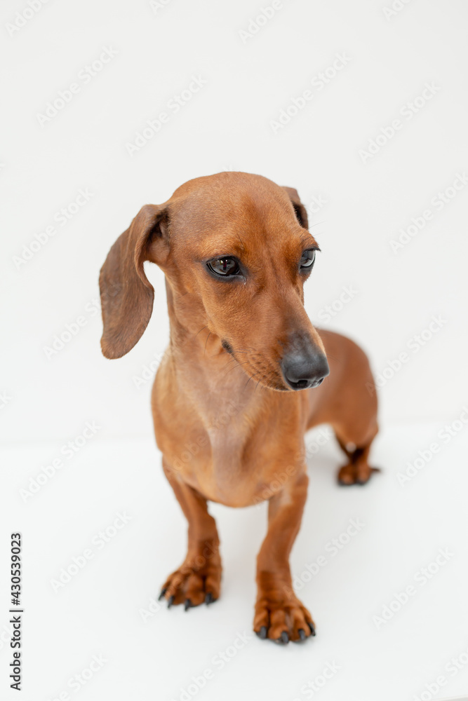 dachshund dog sits on a white background