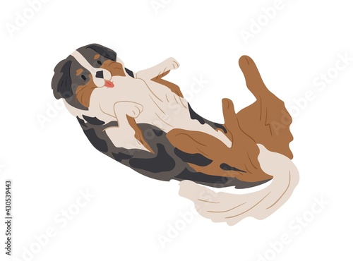 Merle-colored Australian Shepherd lying belly up. Happy relaxed friendly dog of Aussie canine breed. Flat vector illustration of lovely multicolor pet isolated on white background