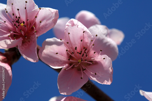Close-up on pink flower of blooming peach tree in spring © yanakoroleva27