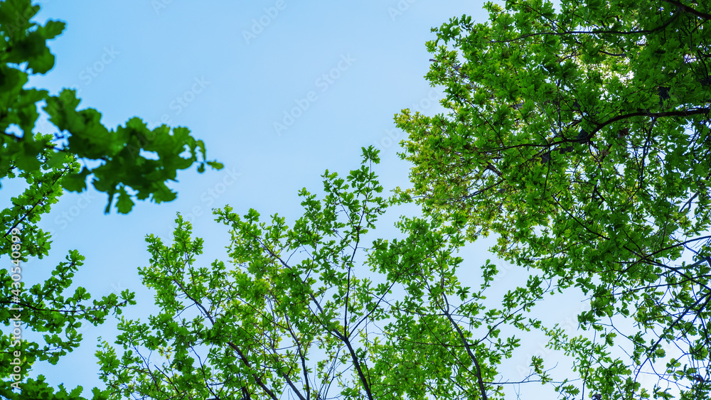 Fresh green trees and blue sky spring selective focus