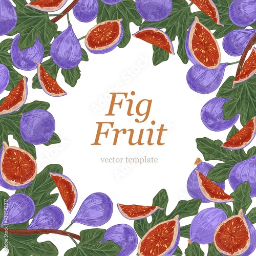 Packaging or cover template with fresh purple fig fruits and leaves on white background. Square card design with tropical frame in retro style. Hand-drawn colored vector illustration for packing