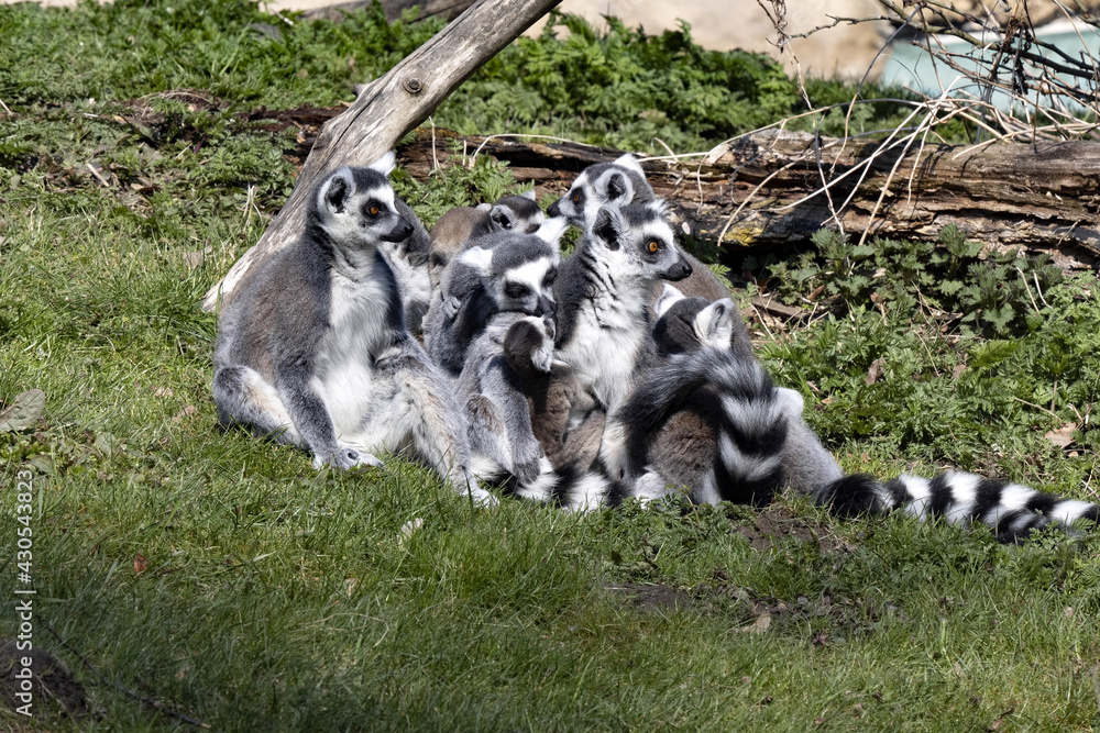 Fototapeta premium A group of female Ring-tailed Lemurs, Lemur catta, with small cubs