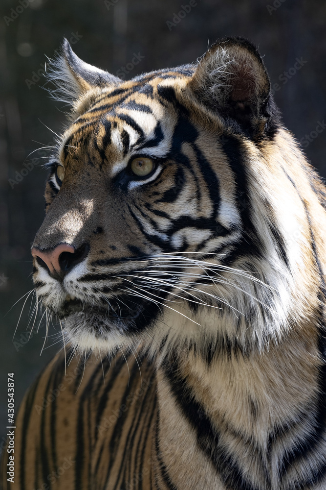 Portrait of a young female Sumatran Tiger, Panthera tigris sumatrae, observing the surroundings. Portrait of a young female Sumatran Tiger, Panthera tigris sumatrae, observing the surroundings.