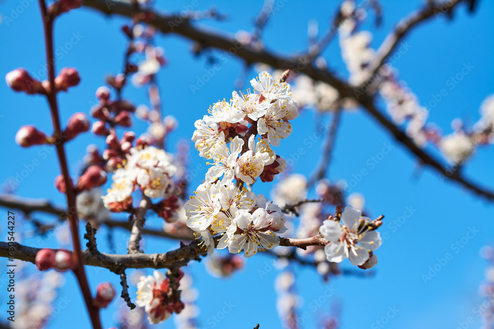 flowering apricot in spring flowering apricot in spring