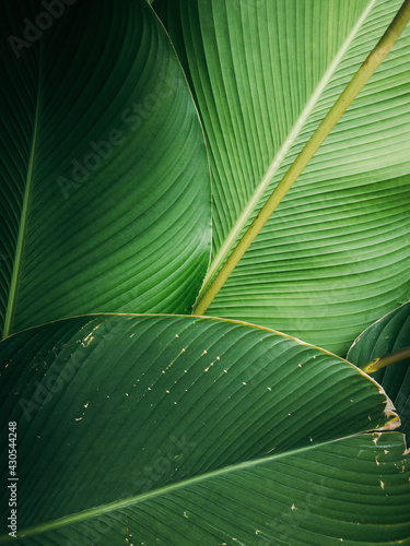 Close up Green Palm leaves texture