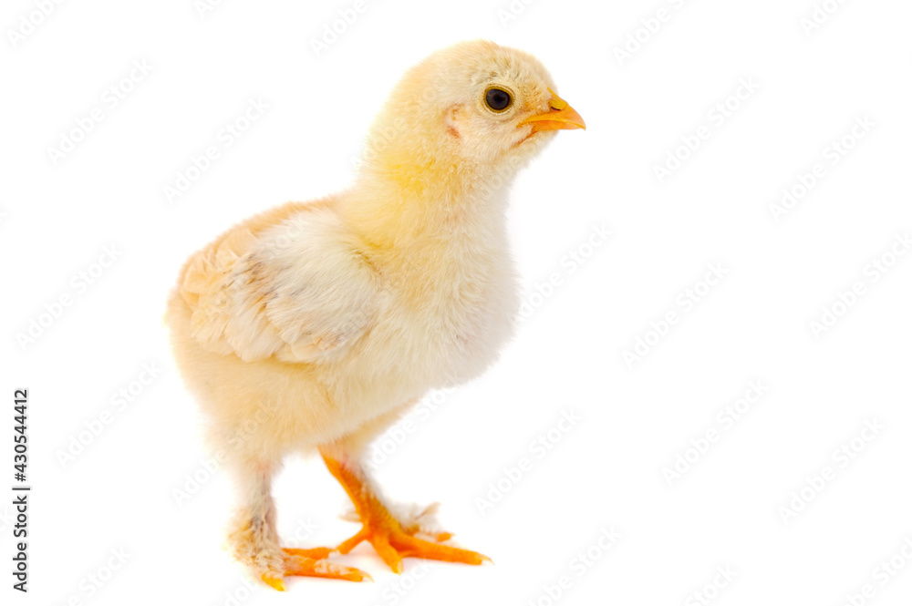 Small chicken