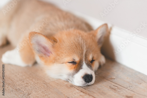 Pembroke Welsh Cute little sleepy Corgi puppy is lying on the couch. Top horizontal view copyspace pet taking care and adoption concept. Beautiful fluffy and furry puppy.