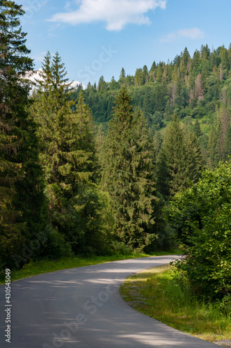 Warm season. A narrow mountain road winding into dense dark green coniferous forest. path among mountains and wooded hills