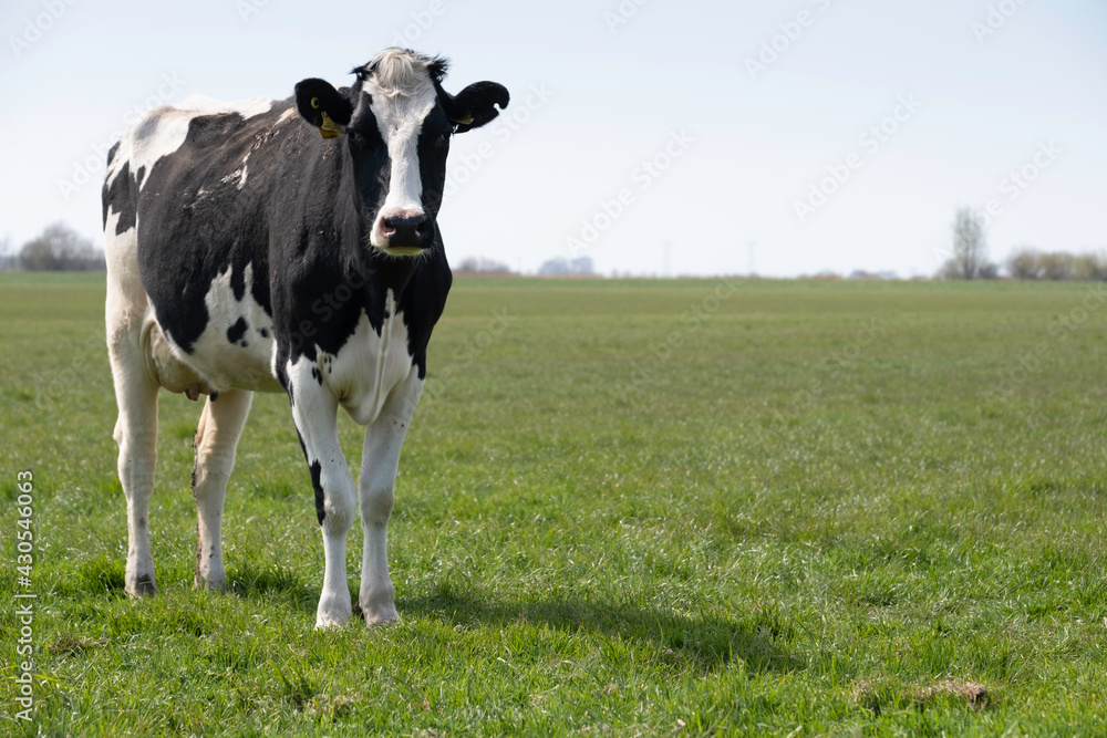 Lonely black-and-white cow, seen from the front, standing in a pasture in the Netherlands and looking at the camera. The landscape is empty, only grass and a light blue sky