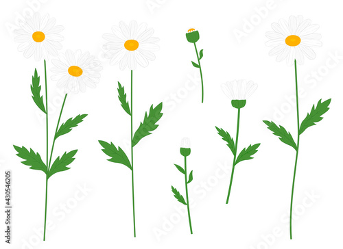 Set flowers daisy vector illustration