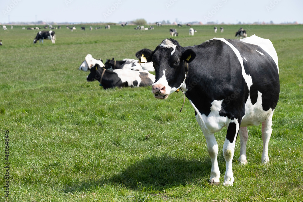 Black-and-white cow stands like a statue with half-open mouth in a green meadow landscape in the Netherlands and looks at the camera. Other cows lie or graze in the background Black-and-white cow stands like a statue with half-open mouth in a green meadow landscape in the Netherlands and looks at the camera. Other cows lie or graze in the background