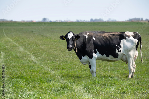 Lonely black-and-white cow, seen from the side, stands in a meadow in the Netherlands and looks at the camera. The landscape is empty, only grass and a light blue sky