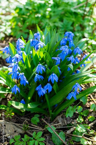 Purple white and blue crocus  springing out into the spring heat