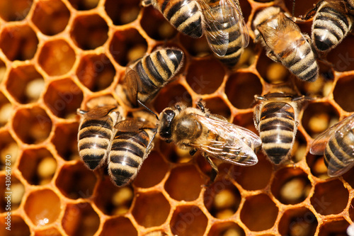 Golden honeycomb with bees
