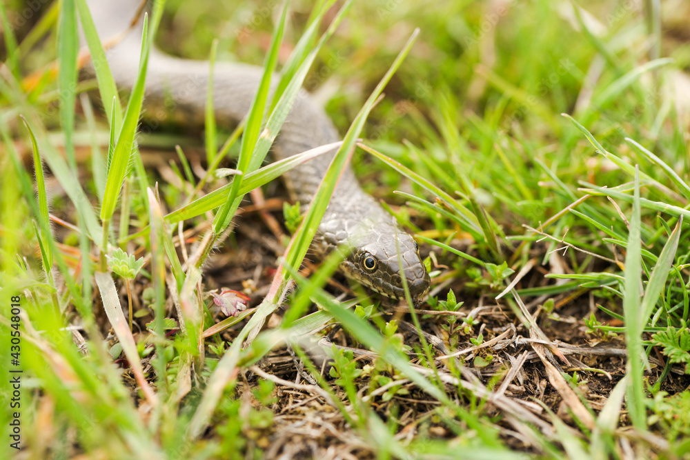 Non-venomous water snake Non-venomous water snake
