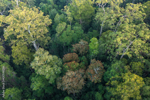 Aerial view of old growth forest high in the Great Dividing Range near Gloucester, NSW, Australia.