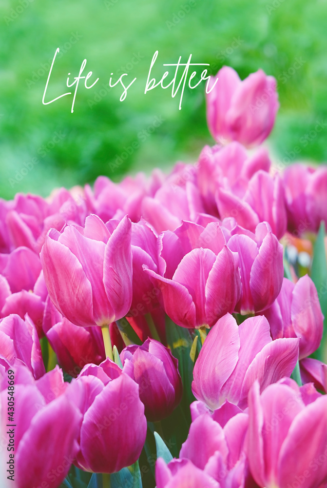 Life is better - motivation quote. Blossom pink tulips flowers close up, natural floral background. spring season concept