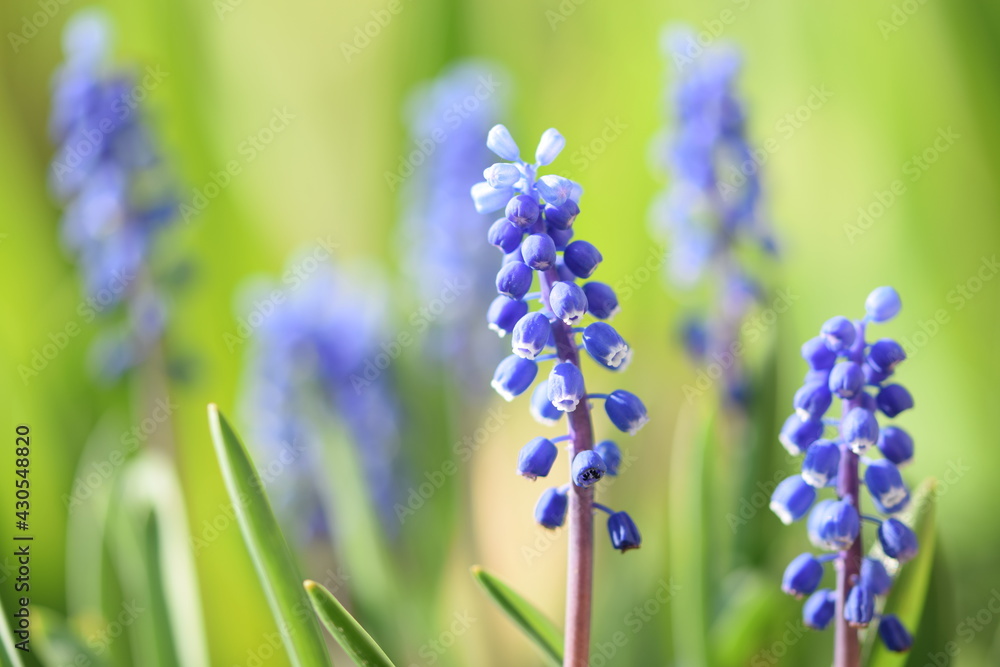 Muscari grape hyacinth blue flowers, bokeh Muscari grape hyacinth blue flowers, bokeh