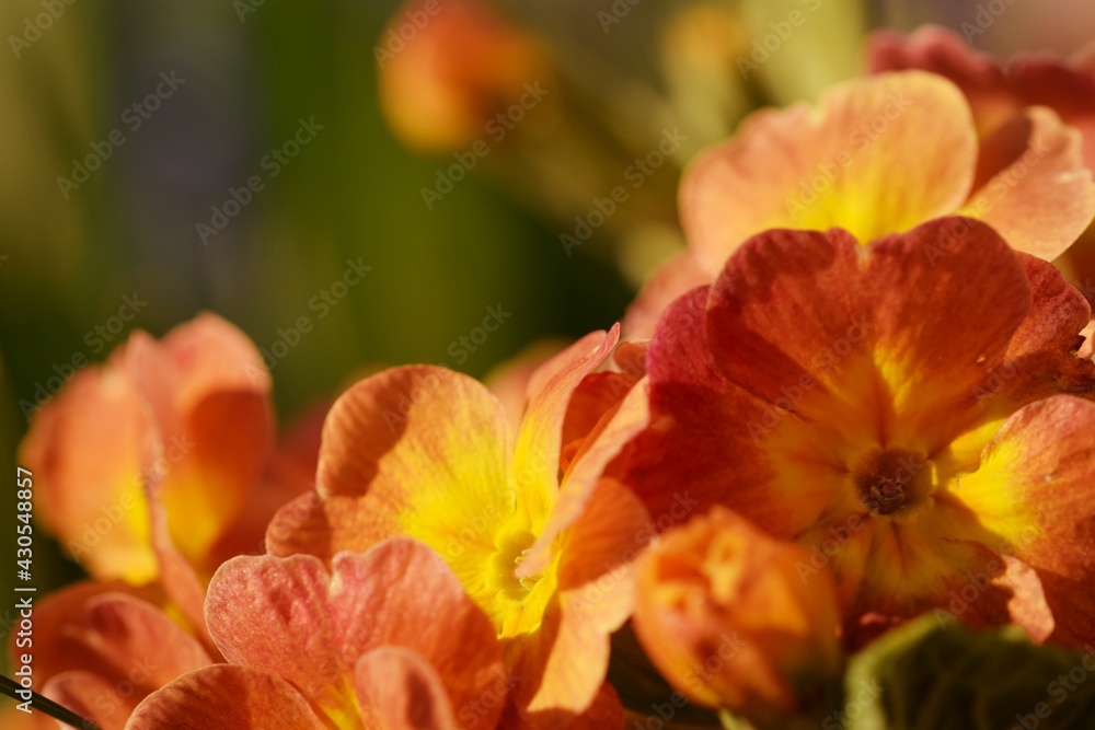 Primula flowers for spring background, closeup, empty space for text
