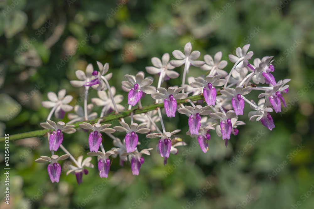 Closeup view of purple and white cluster of flowers of epiphytic orchid species seidenfadenia mitrata blooming on natural background Closeup view of purple and white cluster of flowers of epiphytic orchid species seidenfadenia mitrata blooming on natural background