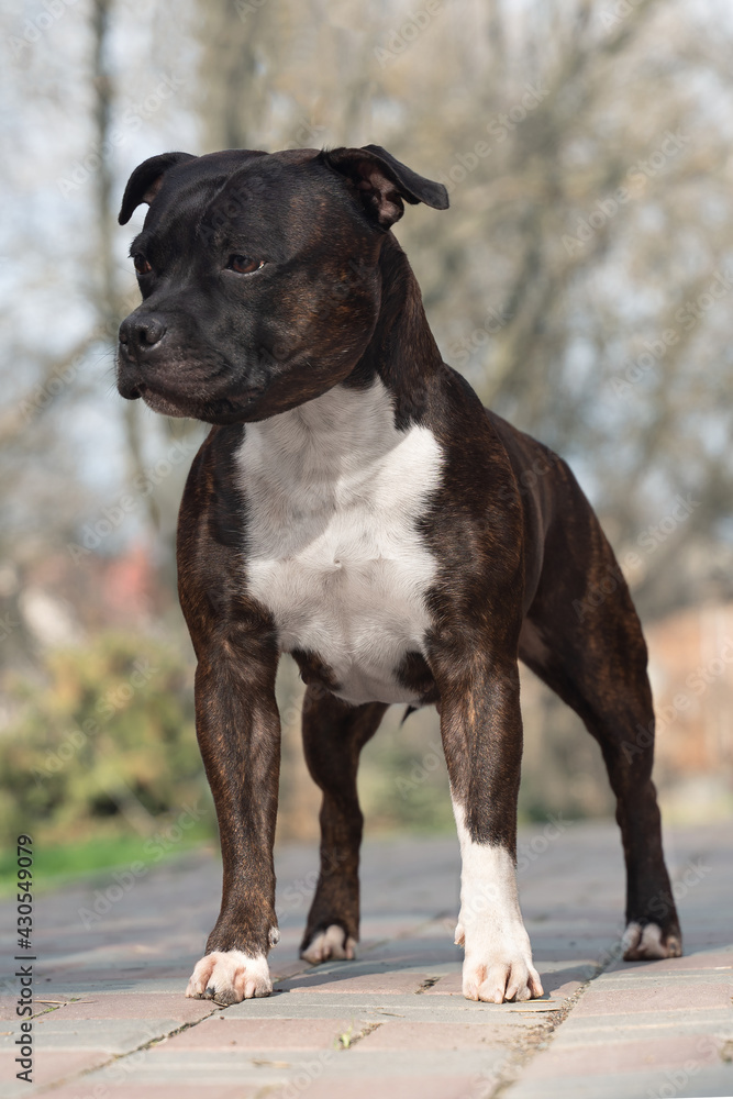 Beautiful dog of Staffordshire Bull Terrier breed, of tiger stripped color, serious face, proud look, standing on park background. Outdoors, copy space.