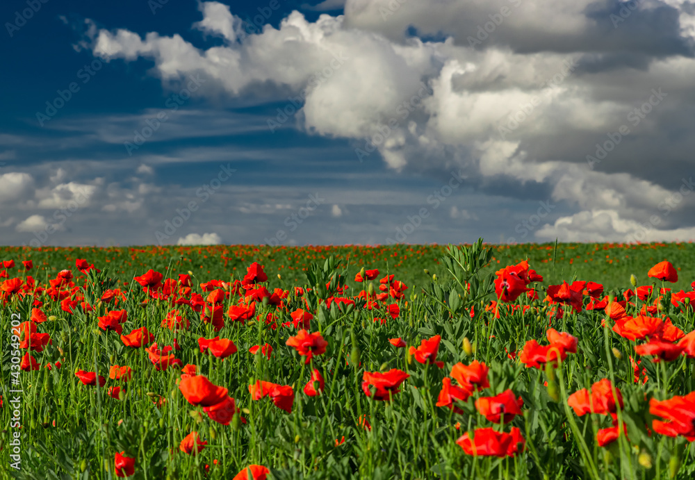 The poppy (opiom flower) covers the field. Red flowers everywhere. heavy rain clouds in the back
