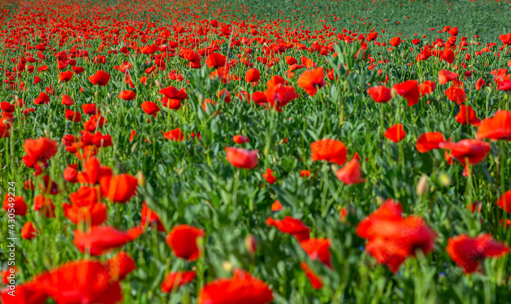 The poppy (opiom flower) covers the field. Red flowers everywhere.